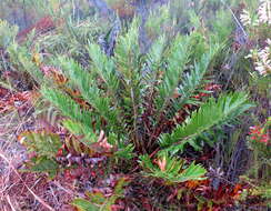 Image of Lomariocycas tabularis (Thunb.) Gasper & A. R. Sm.