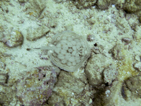 Image of Central American round stingray