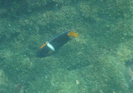 Image of King Angelfish