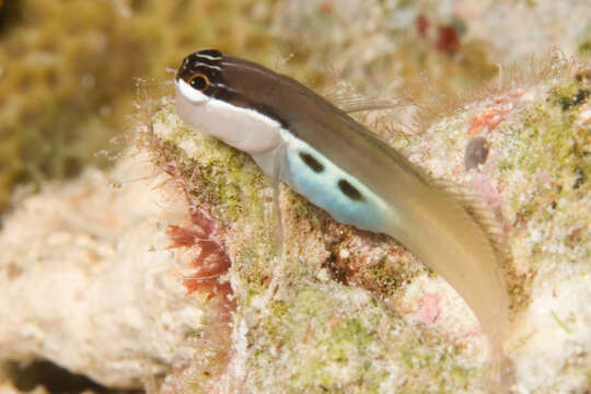 Image of Twin-spot Combtooth-Blenny