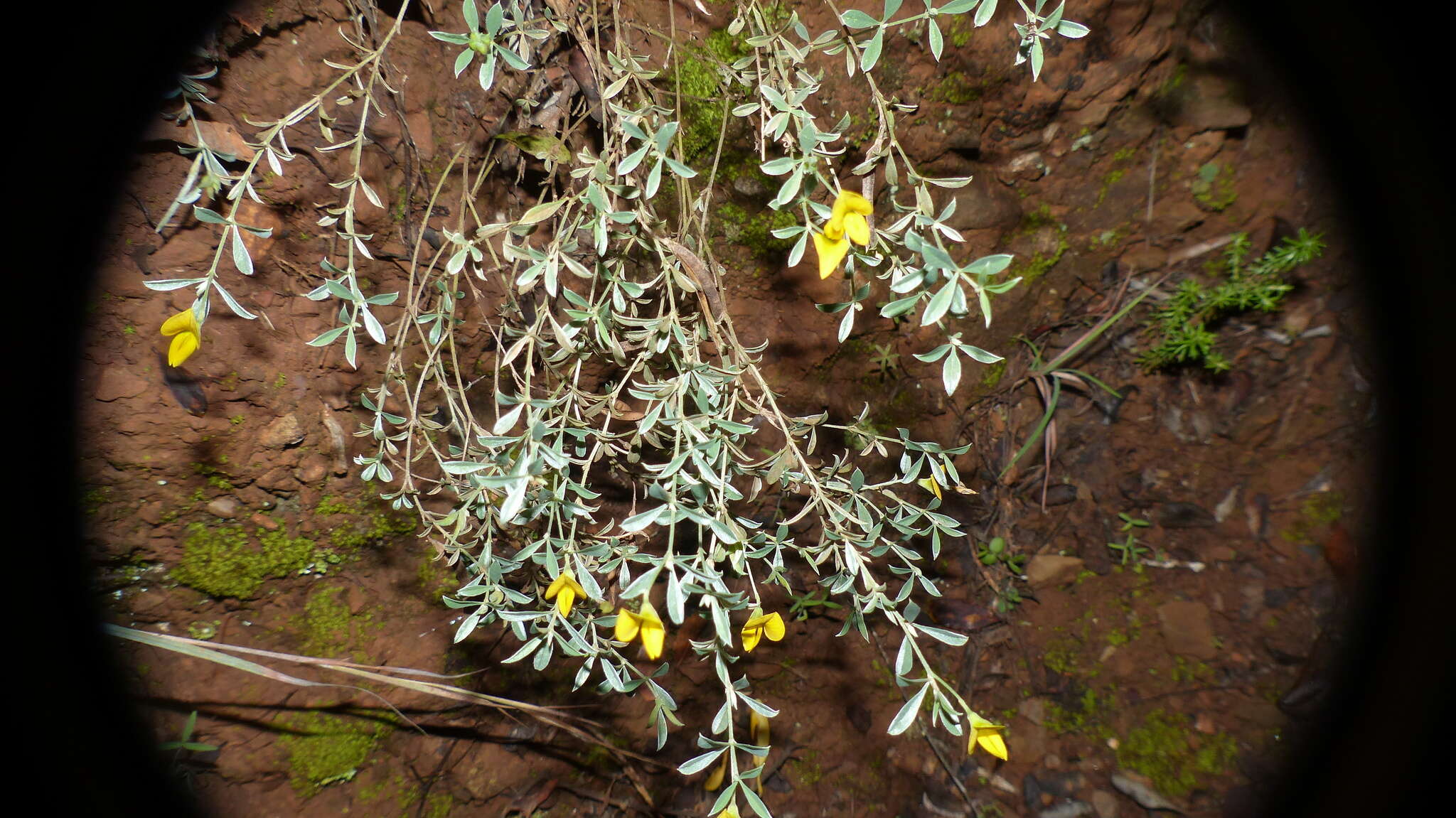 Image of Argyrolobium polyphyllum Eckl. & Zeyh.