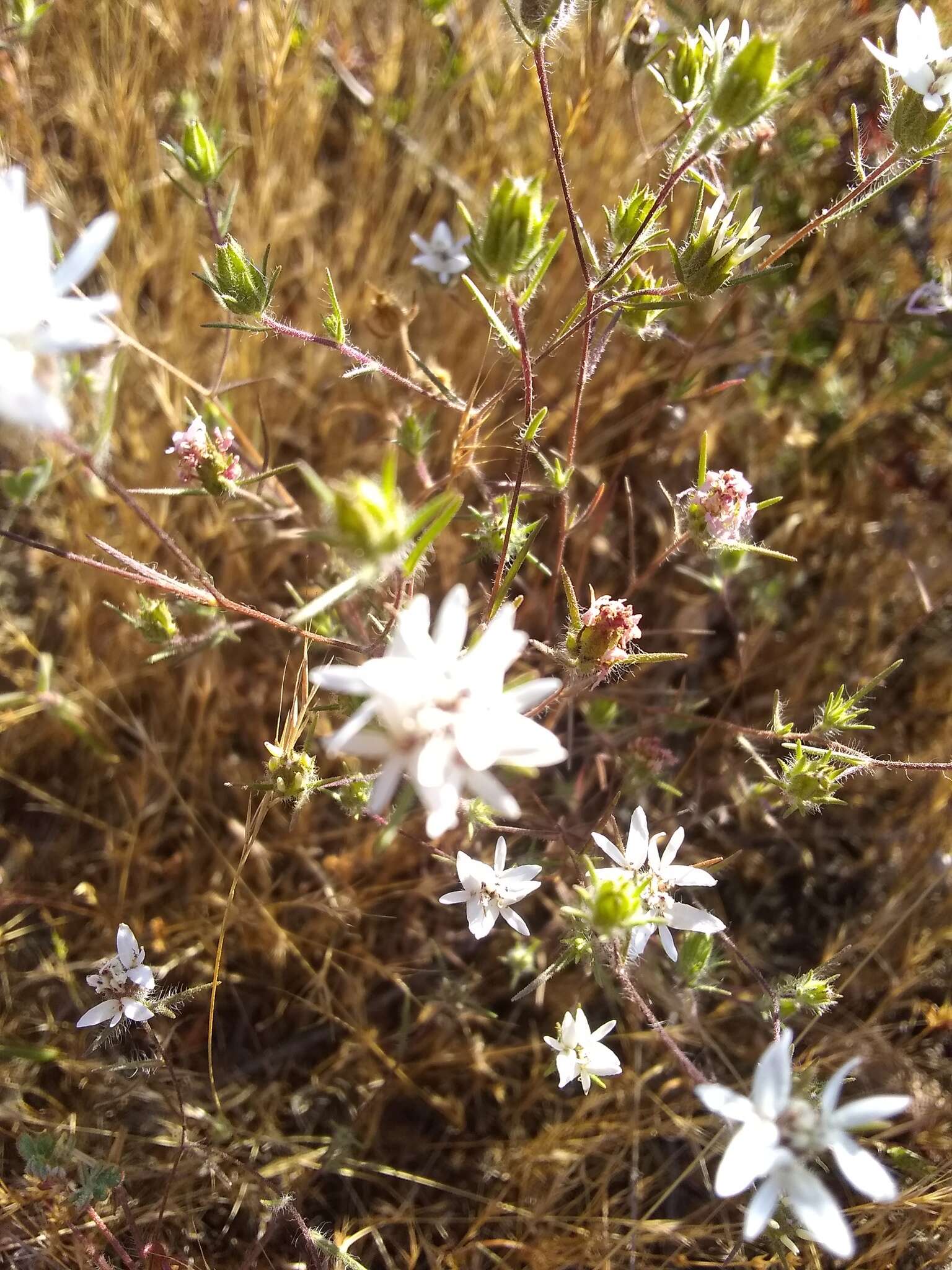 Слика од Osmadenia