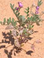 Image of gravel milkvetch