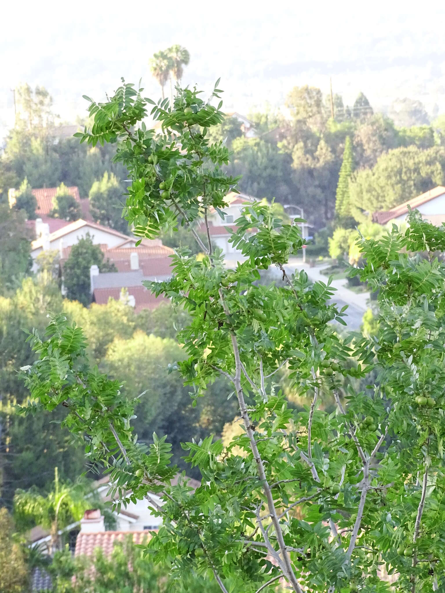 Image de Juglans californica S. Wats.