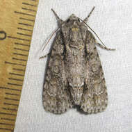 Image of Clear Dagger Moth