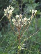 Image of groovestem Indian plantain