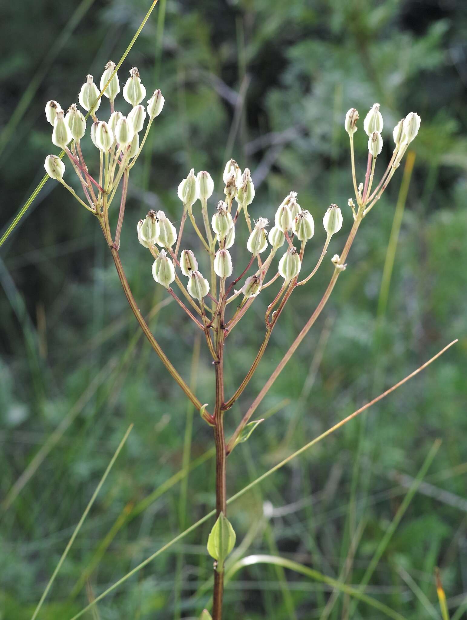 Image of groovestem Indian plantain