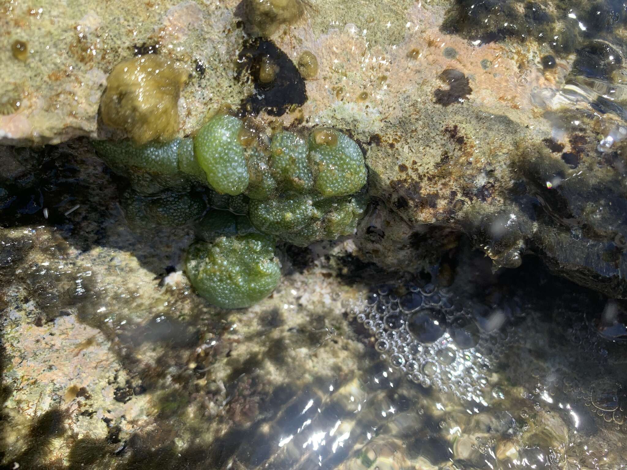 Image of Button weed