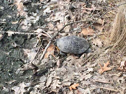 Image of slider turtle, red-eared terrapin, red-eared slider