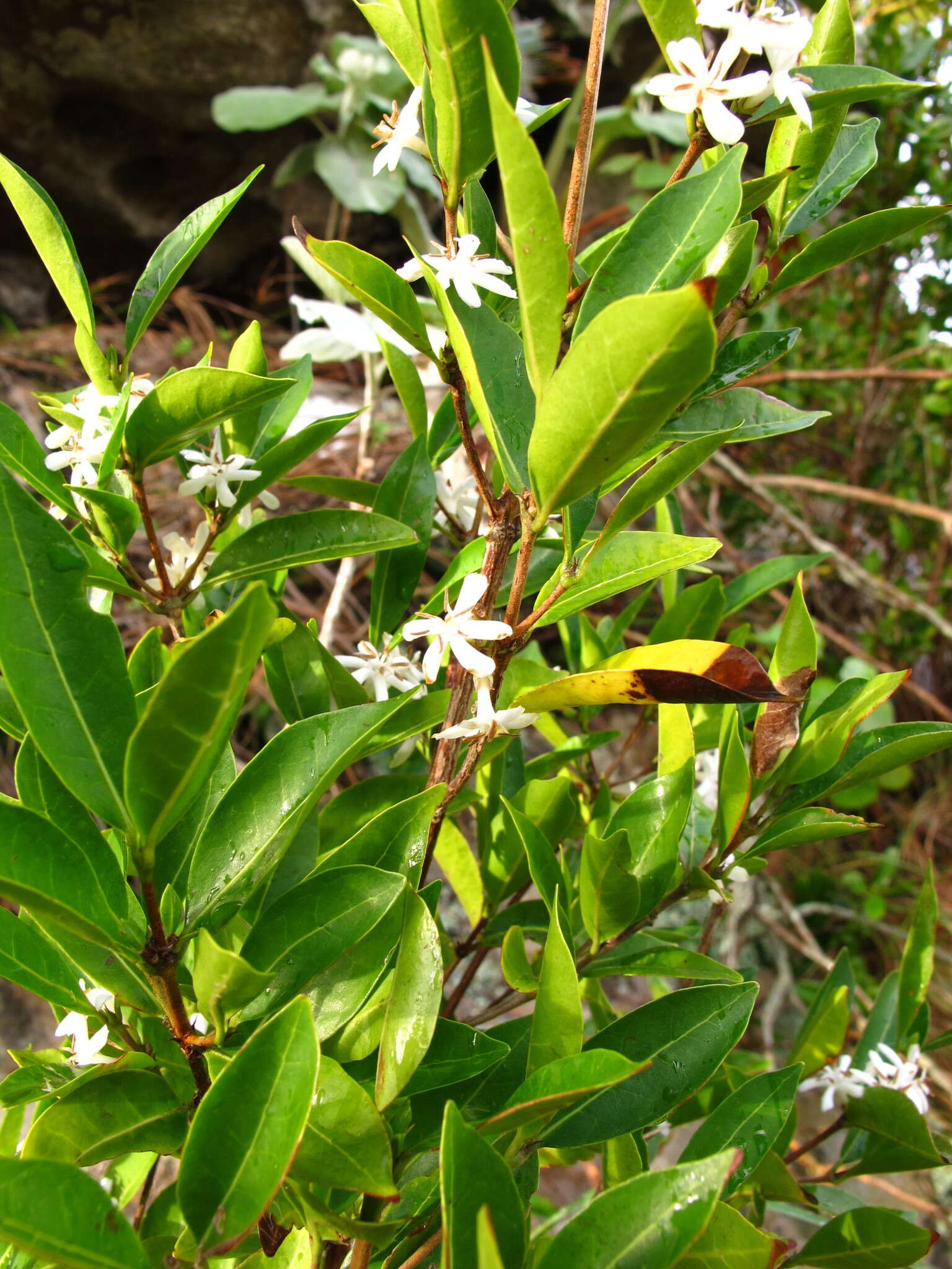 Image of Tricalysia capensis var. capensis