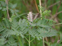Image of Fumitory
