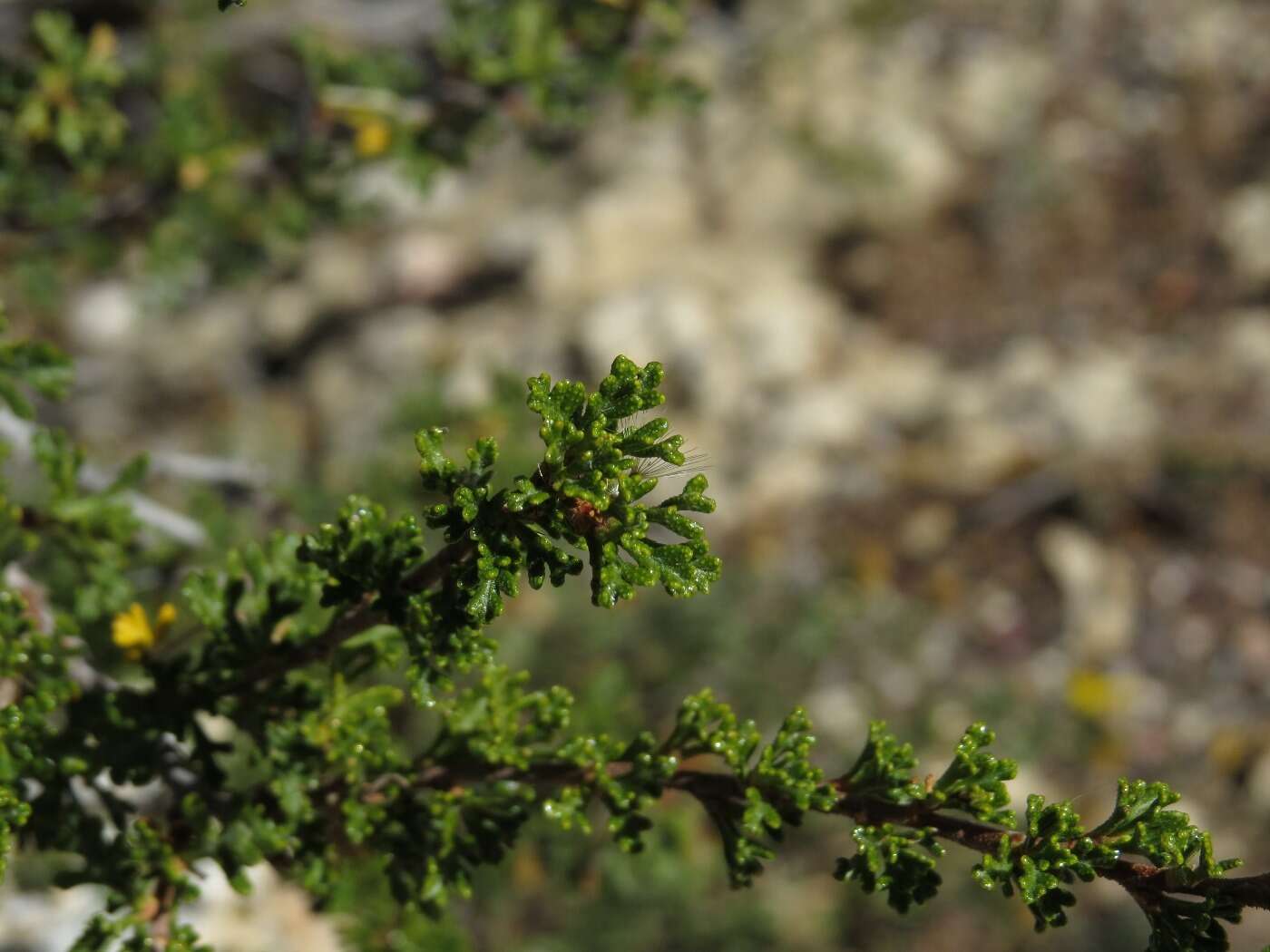 Слика од Purshia stansburiana (Torr.) J. Henrickson