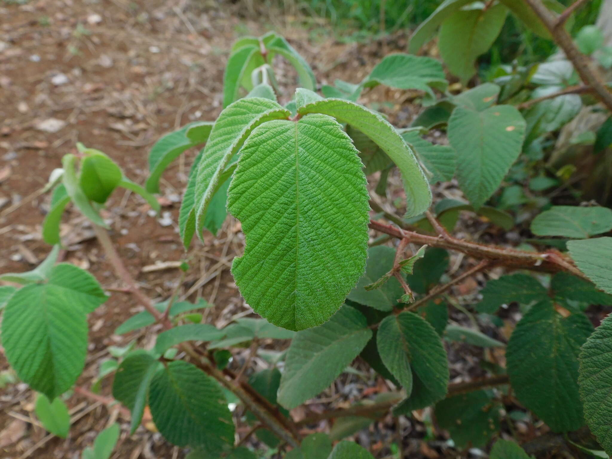 Image de Rubus urticifolius Poir.