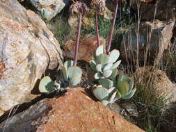 Imagem de Cotyledon orbiculata var. oblonga (Haw.) DC.