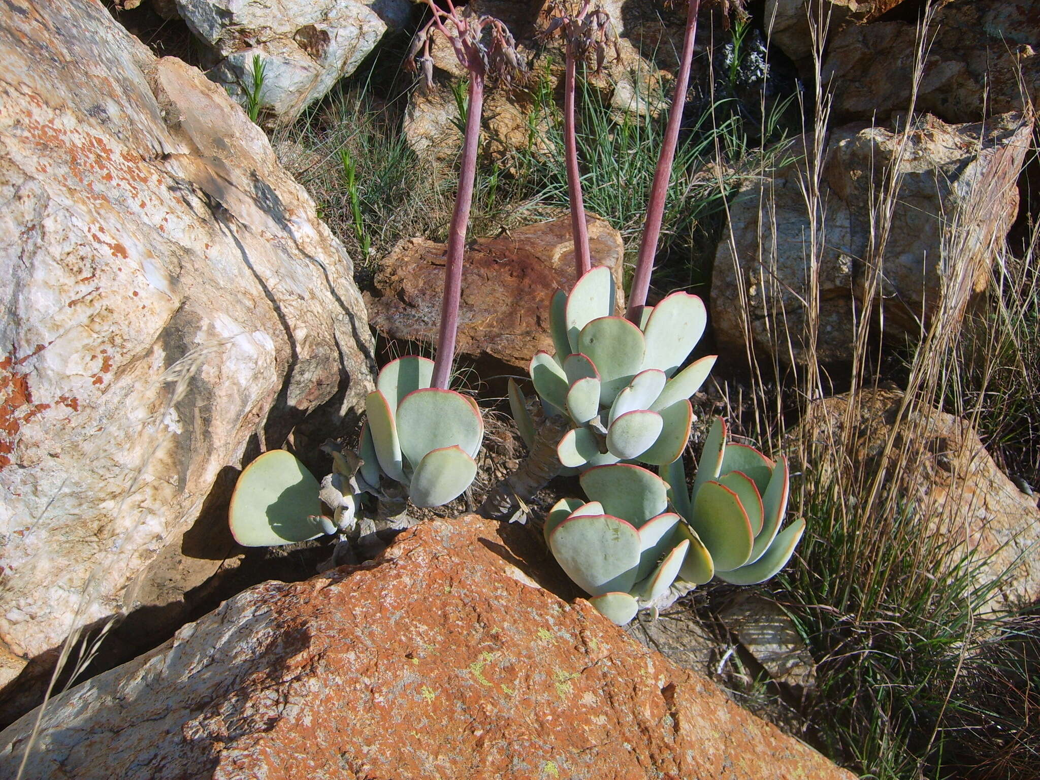 Imagem de Cotyledon orbiculata var. oblonga (Haw.) DC.