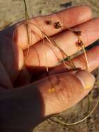 Image of pondweed