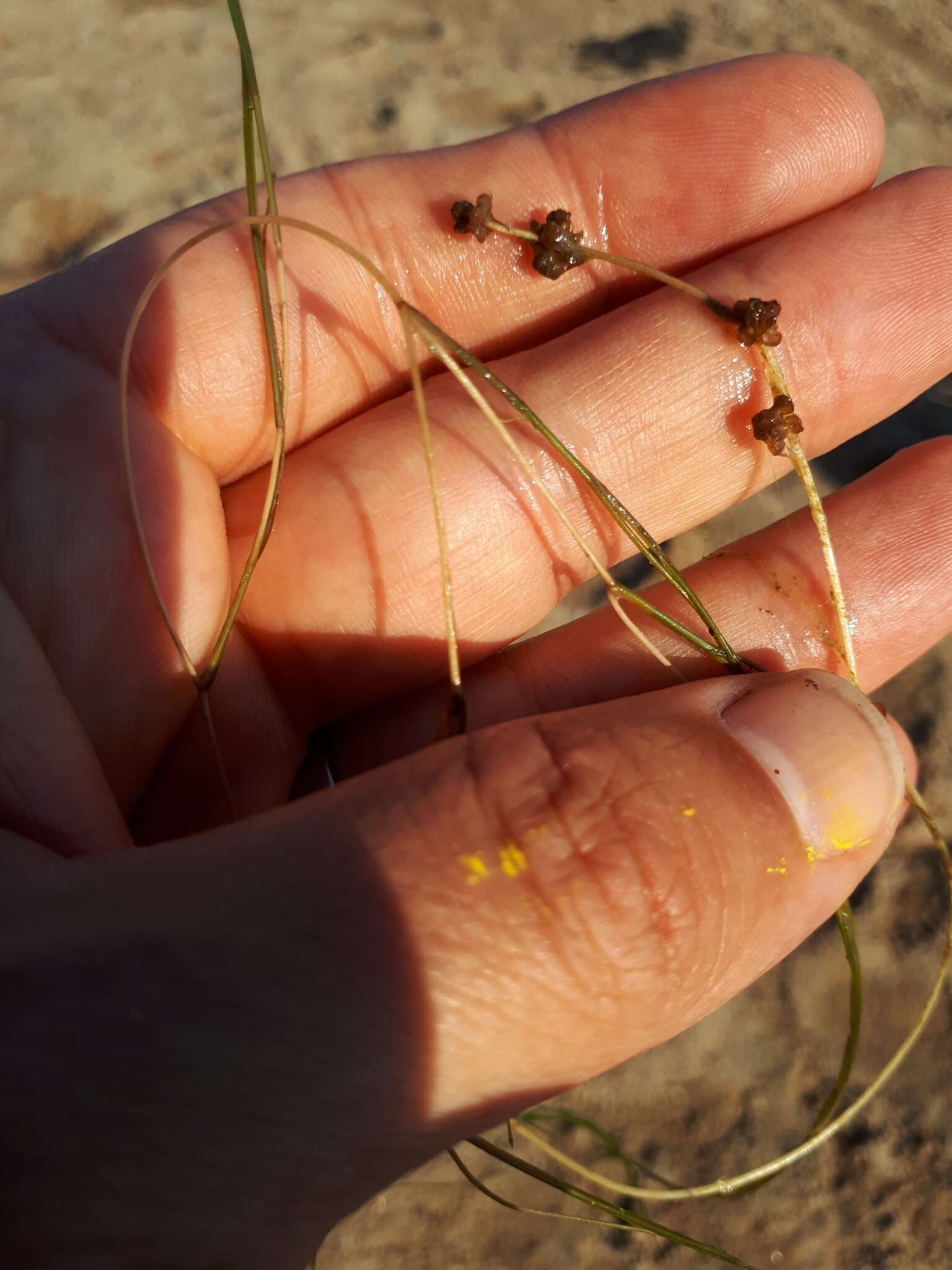 Image of pondweed