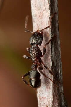 Image of Rhytidoponera anceps Emery 1898