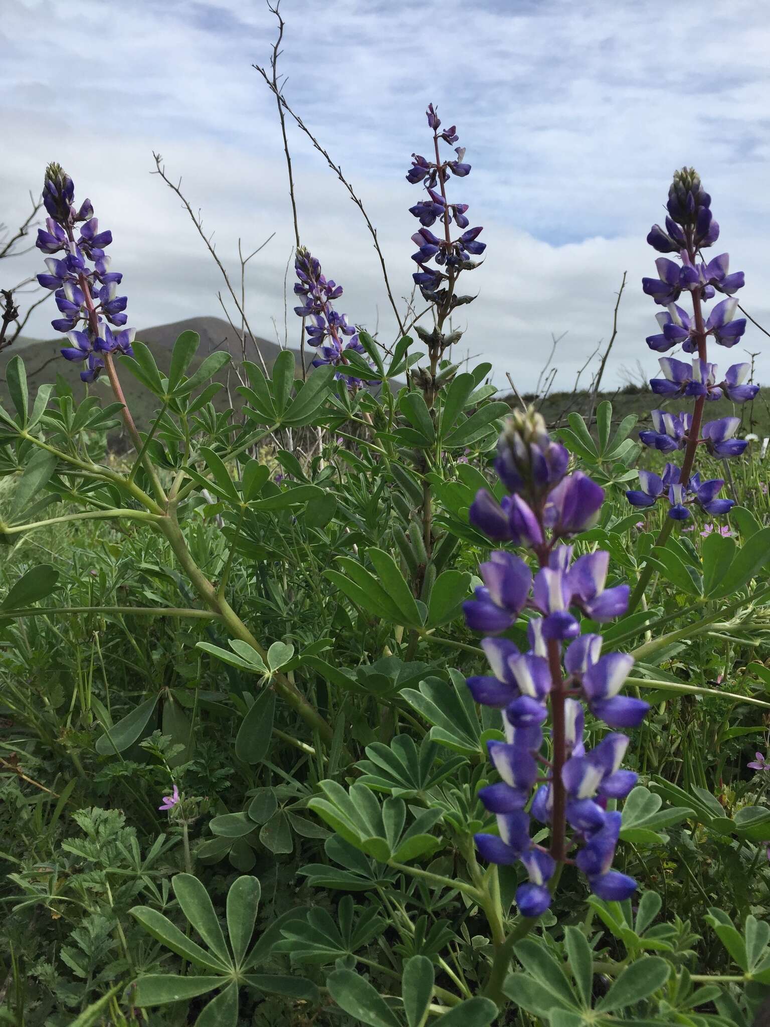 Image of hollowleaf annual lupine