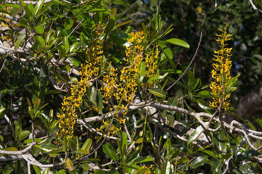 Image de Vochysia divergens Pohl