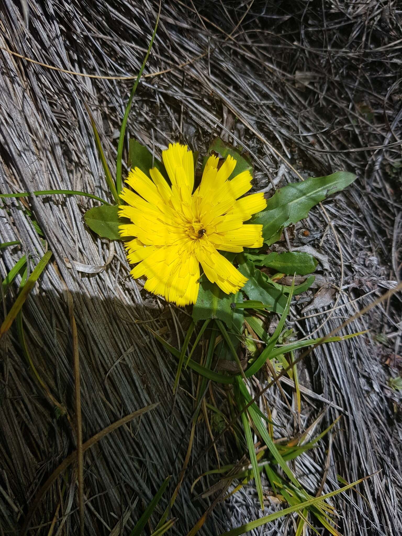 Image de Hypochaeris sessiliflora Kunth