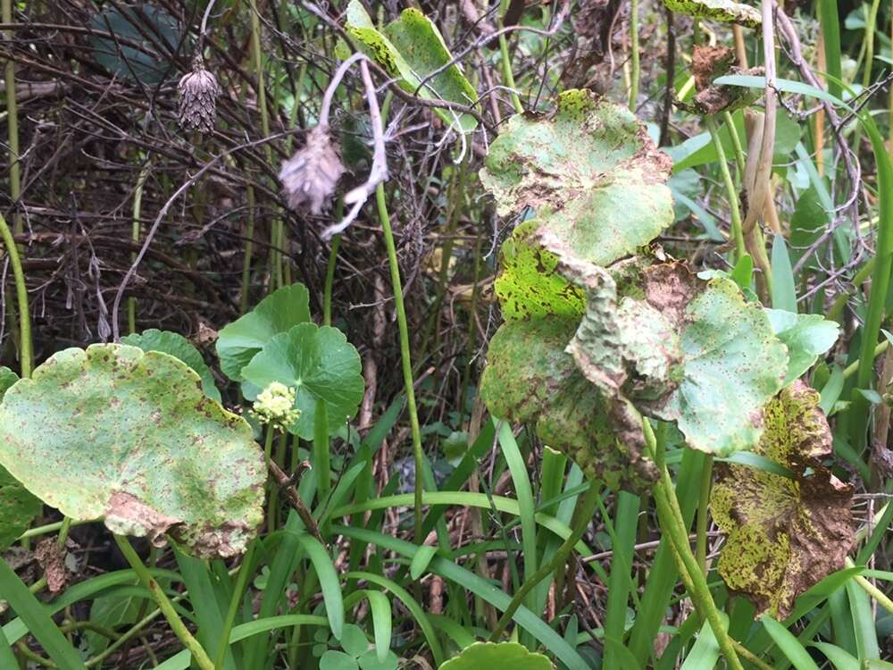 Image de Puccinia hydrocotyles (Mont.) Cooke 1880