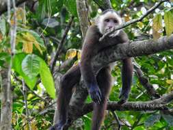 Image of varied capuchin