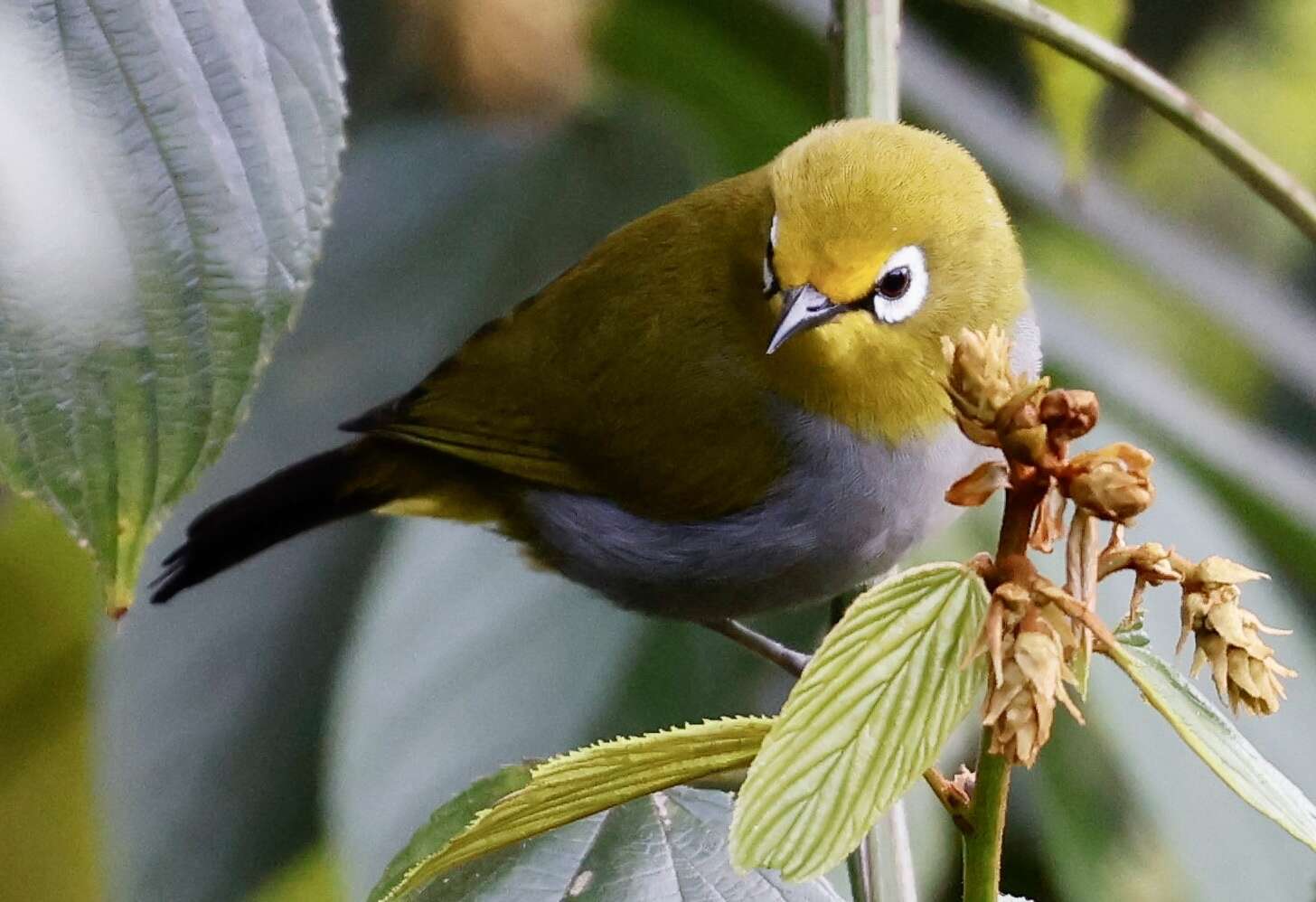 Image of South Pare White-eye