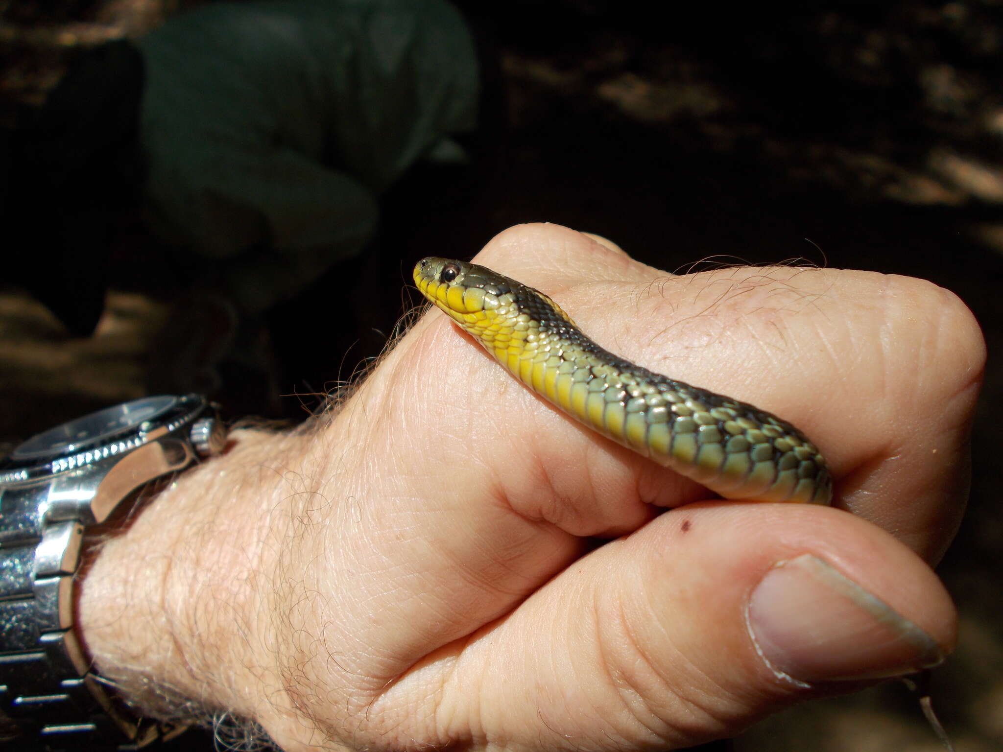 Image of Thamnophis atratus atratus (Kennicott ex Cooper 1860)