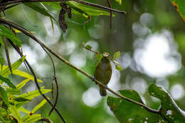 Euphonia rufiventris (Vieillot 1819)的圖片