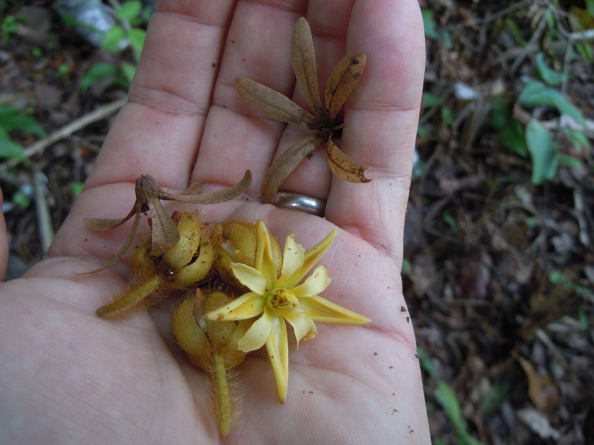 Apeiba tibourbou Aubl.的圖片