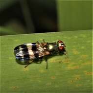 Image of cornsilk fly