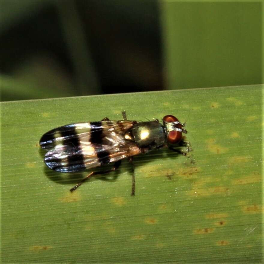 Image of cornsilk fly