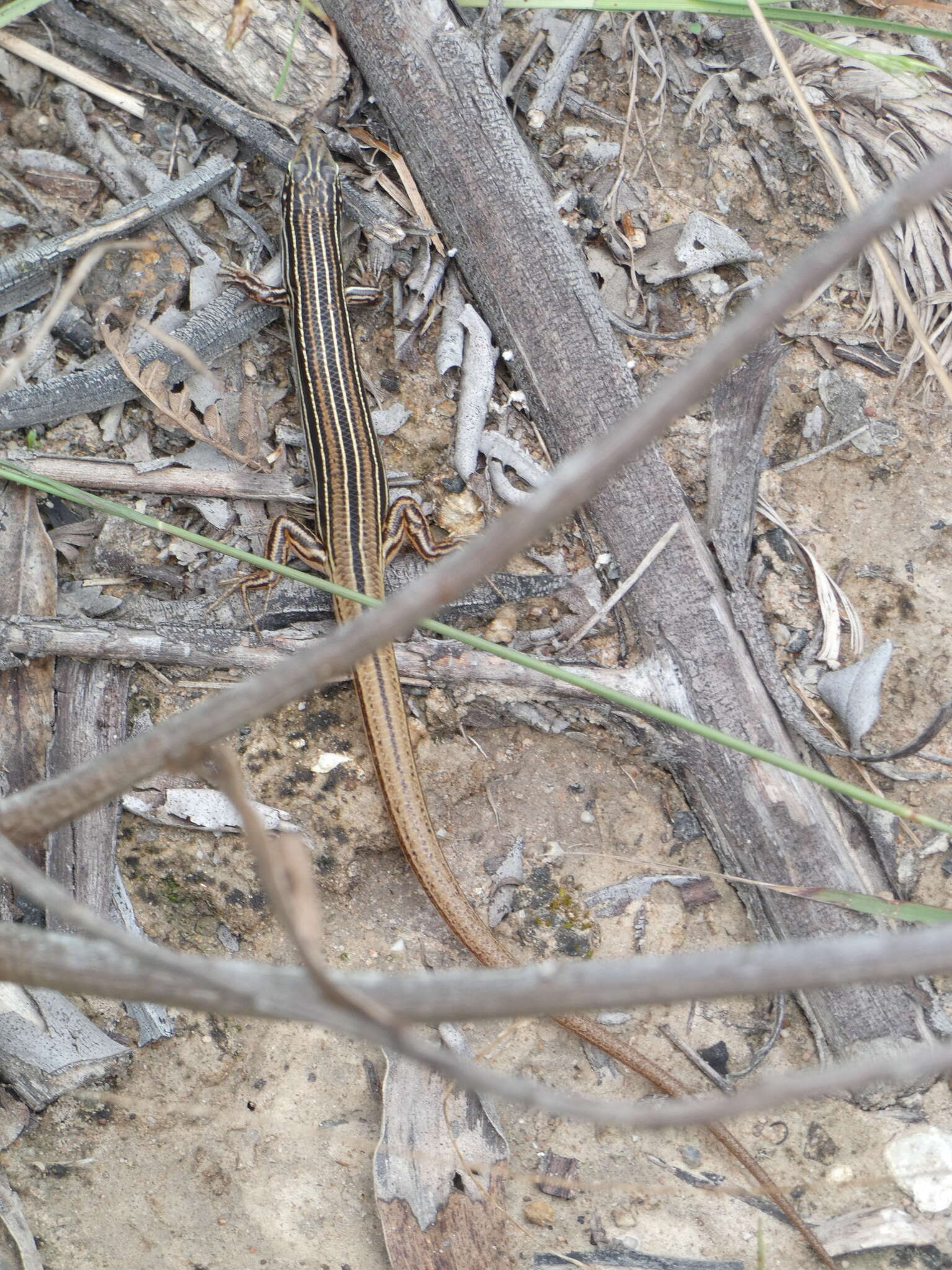 Imagem de Ctenotus taeniolatus (White 1790)