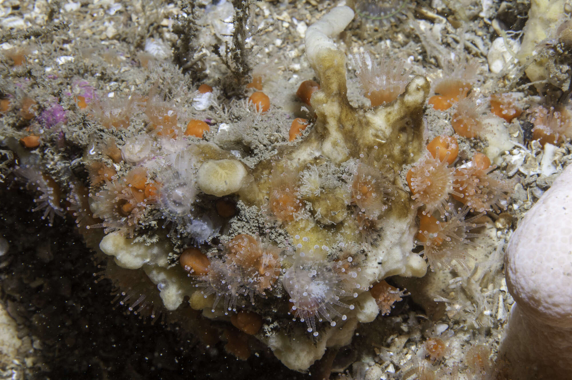 Image of yellow-fingered horny sponge