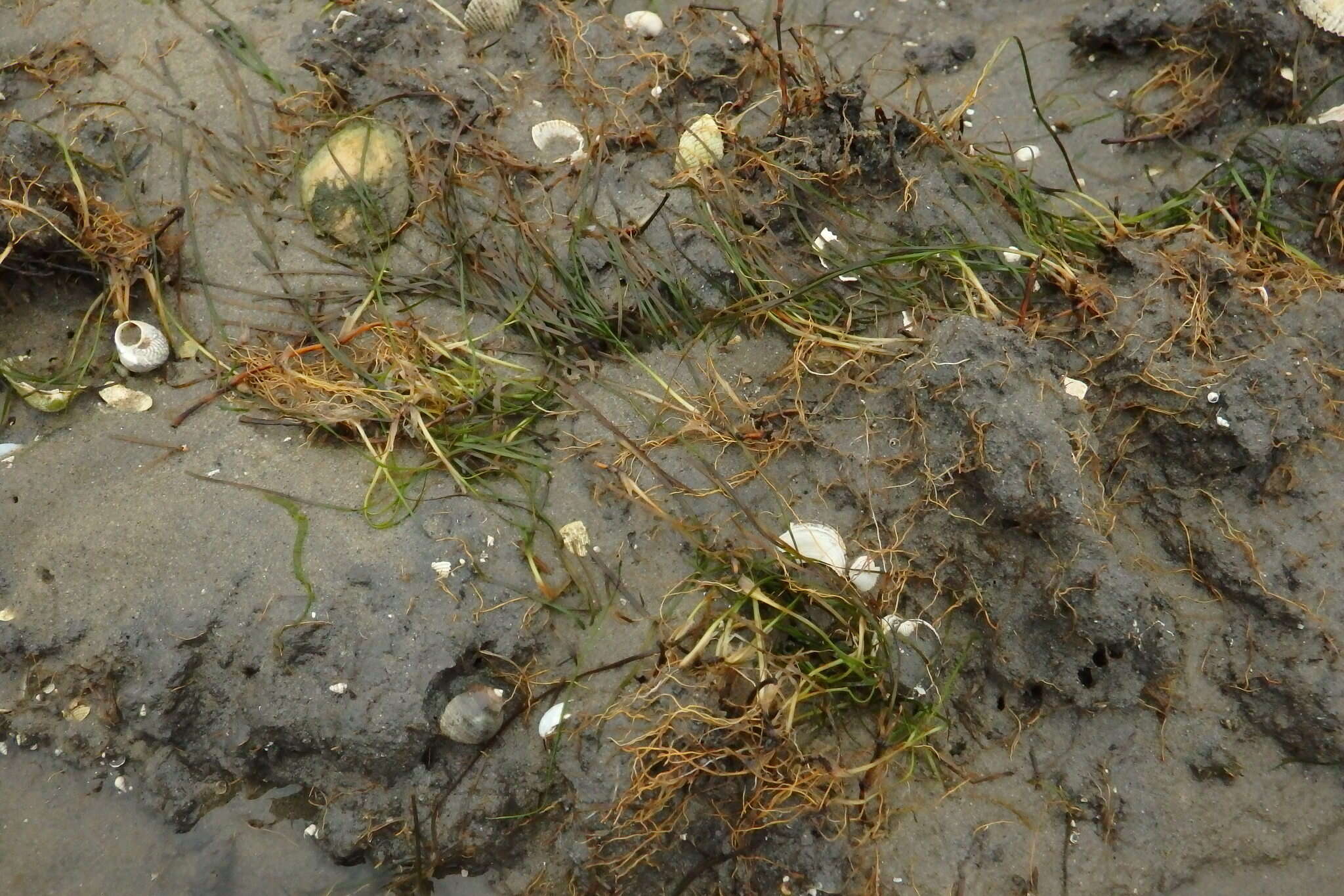 Image of Zostera noltii Hornem.