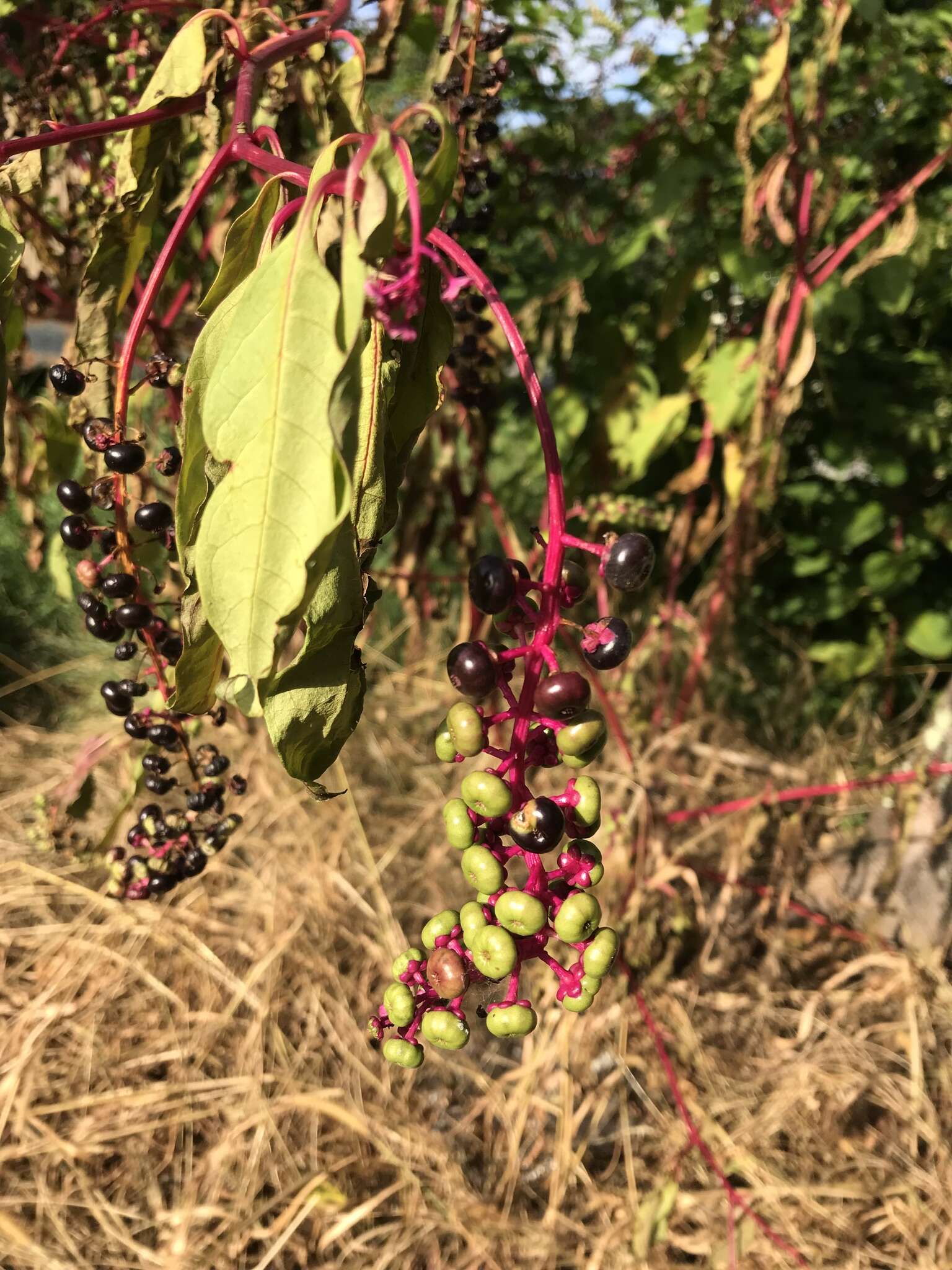 Image of Phytolacca americana var. americana