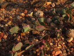 Image of Euphorbia cristata B. Heyne ex Roth