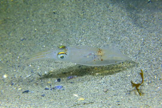 Image of little squid