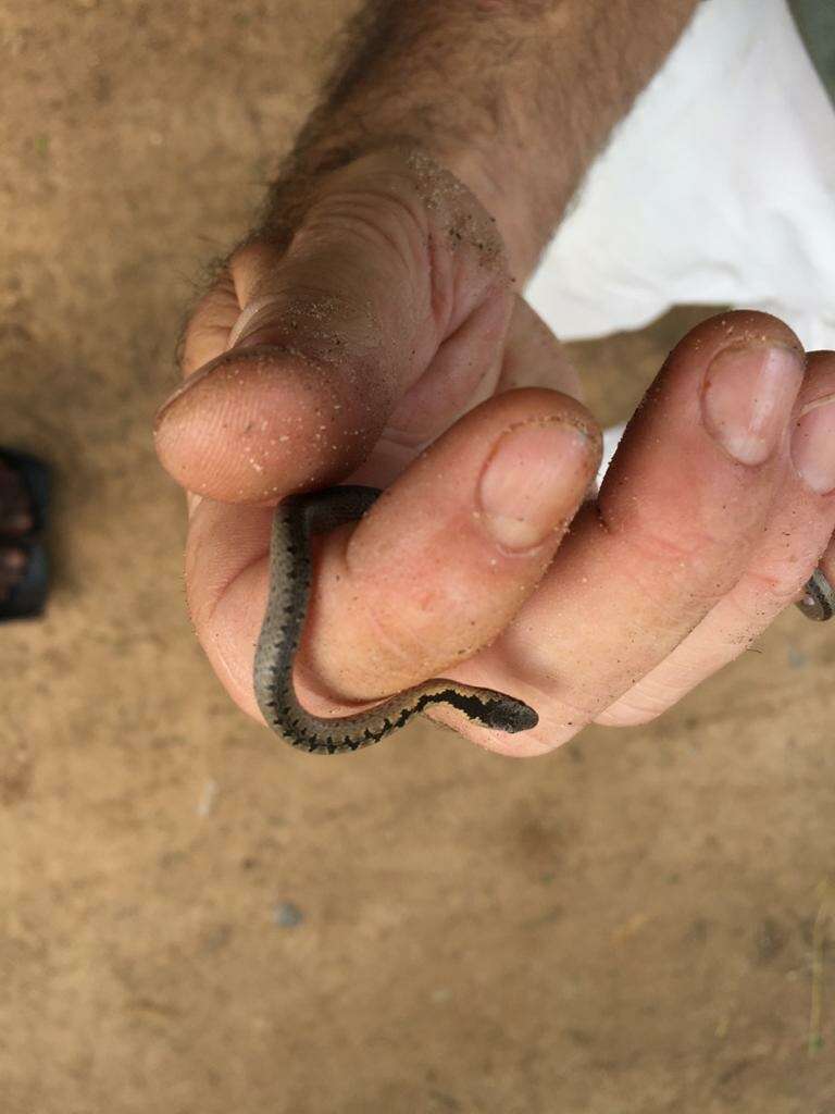 Image of (South-) Eastern Bark Snake