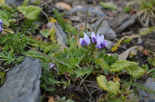 Plancia ëd Oxytropis platysema Schrenk