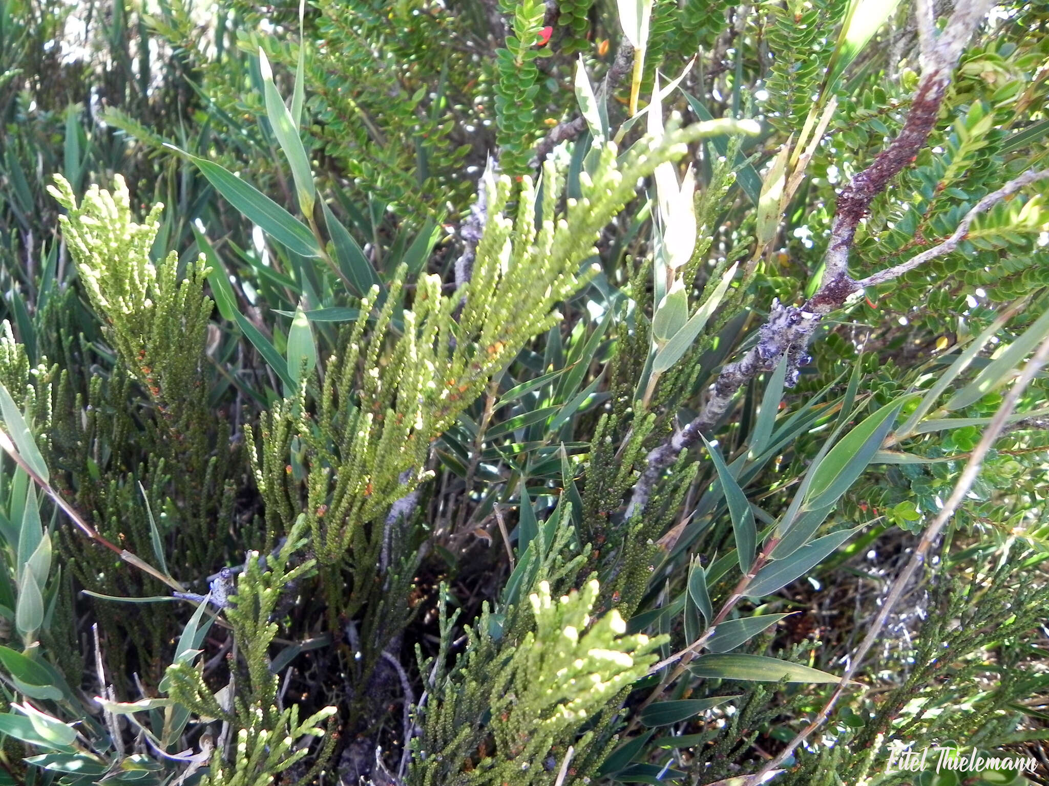 Image of Lepidothamnus fonkii Phil.