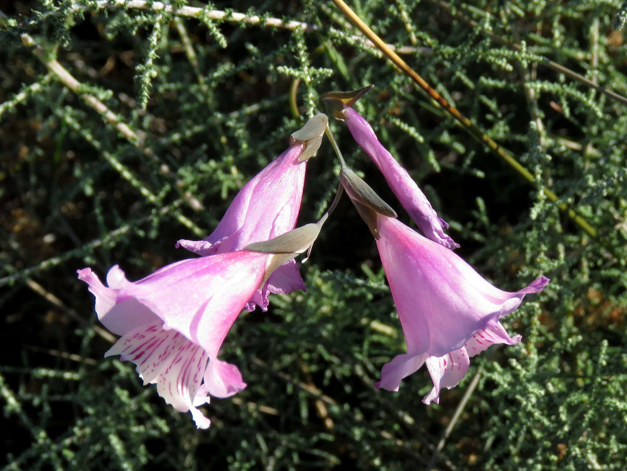 Imagem de Gladiolus hirsutus Jacq.