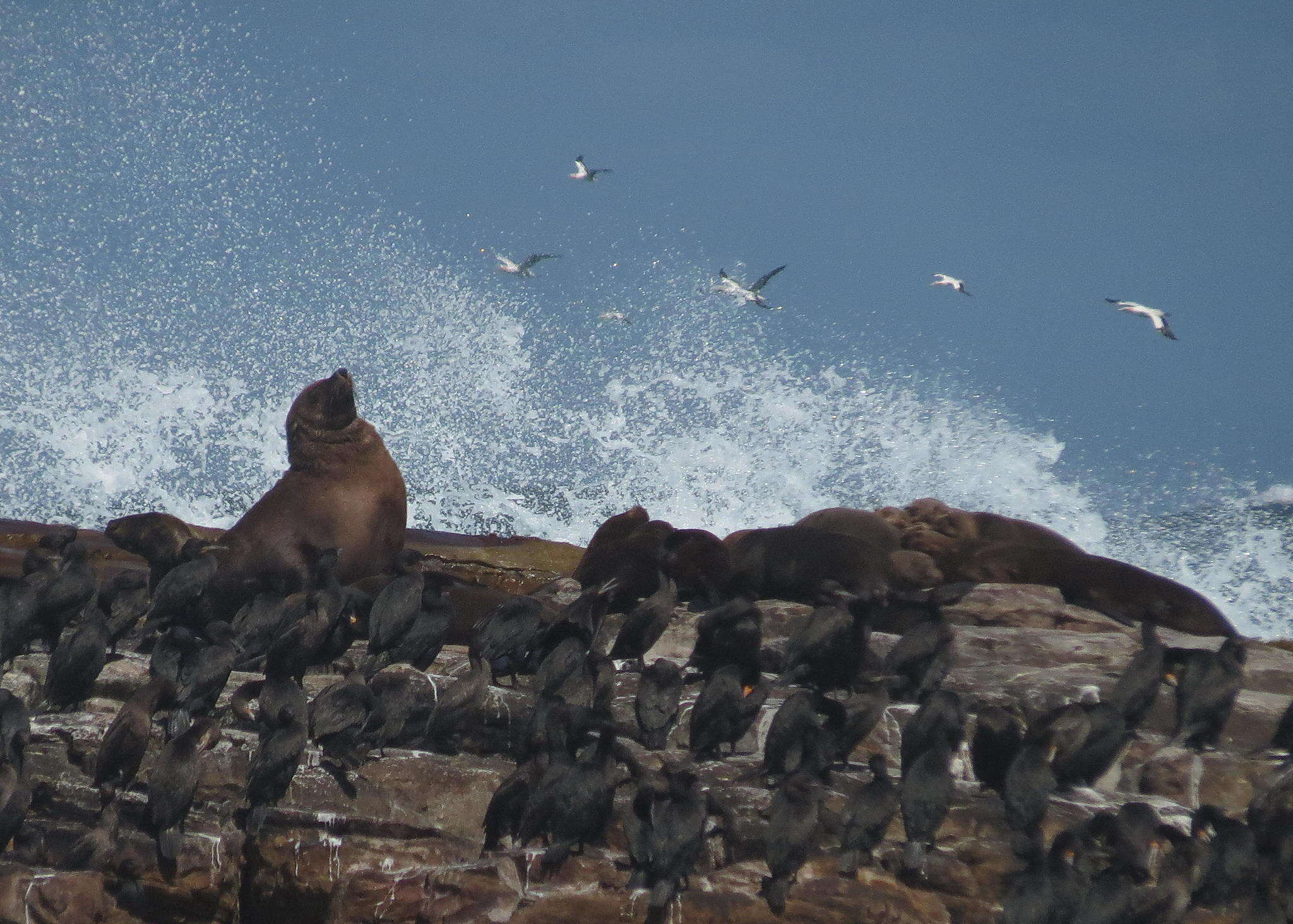 Image of Cape fur seal