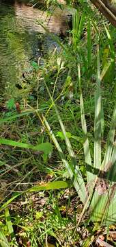 Image of variableleaf Indian plantain