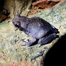 Megophrys microstoma (Boulenger 1903) resmi