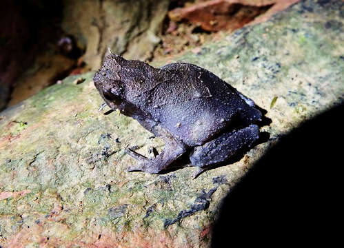 Image de Megophrys microstoma (Boulenger 1903)