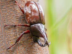 Image of Xylotrupes sumatrensis Minck 1920