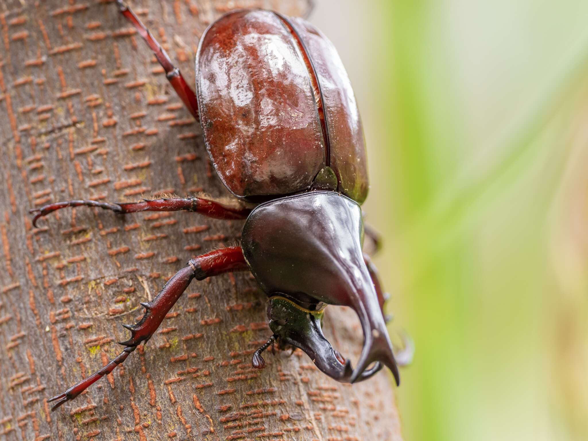 Image of Xylotrupes sumatrensis Minck 1920