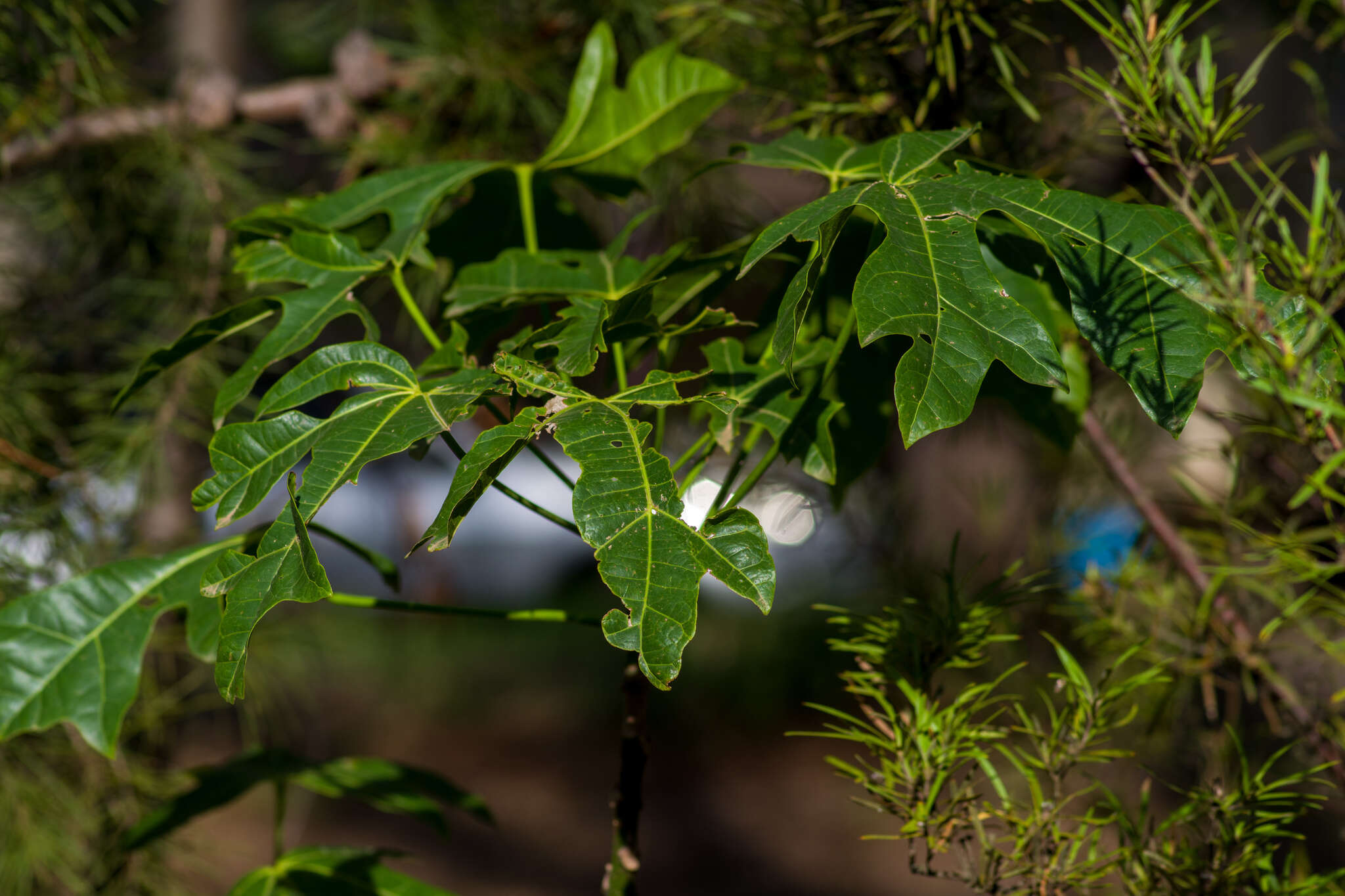 Image of flame bottletree